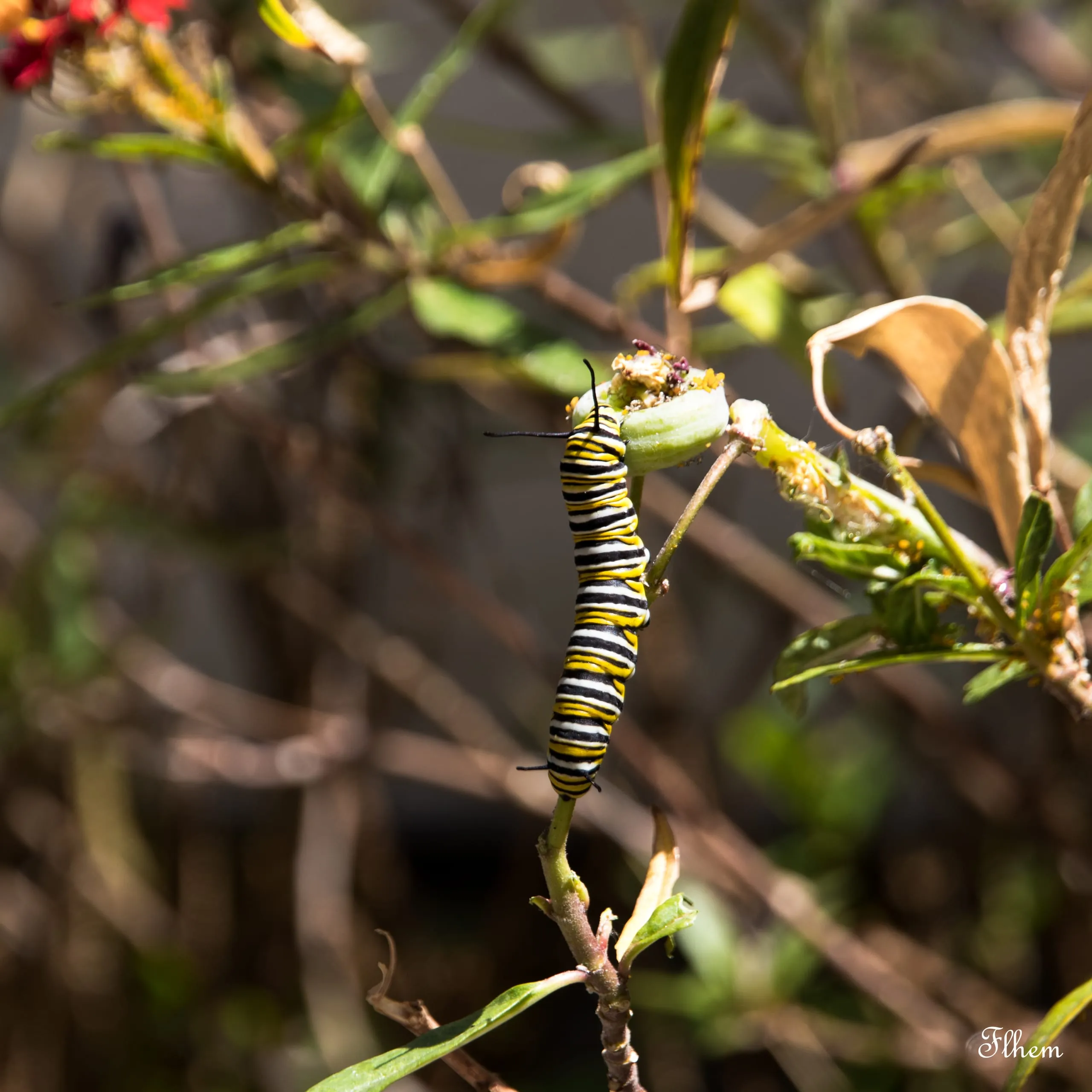 Chenille rayée jaune, noire et blanche sur une tige de plante