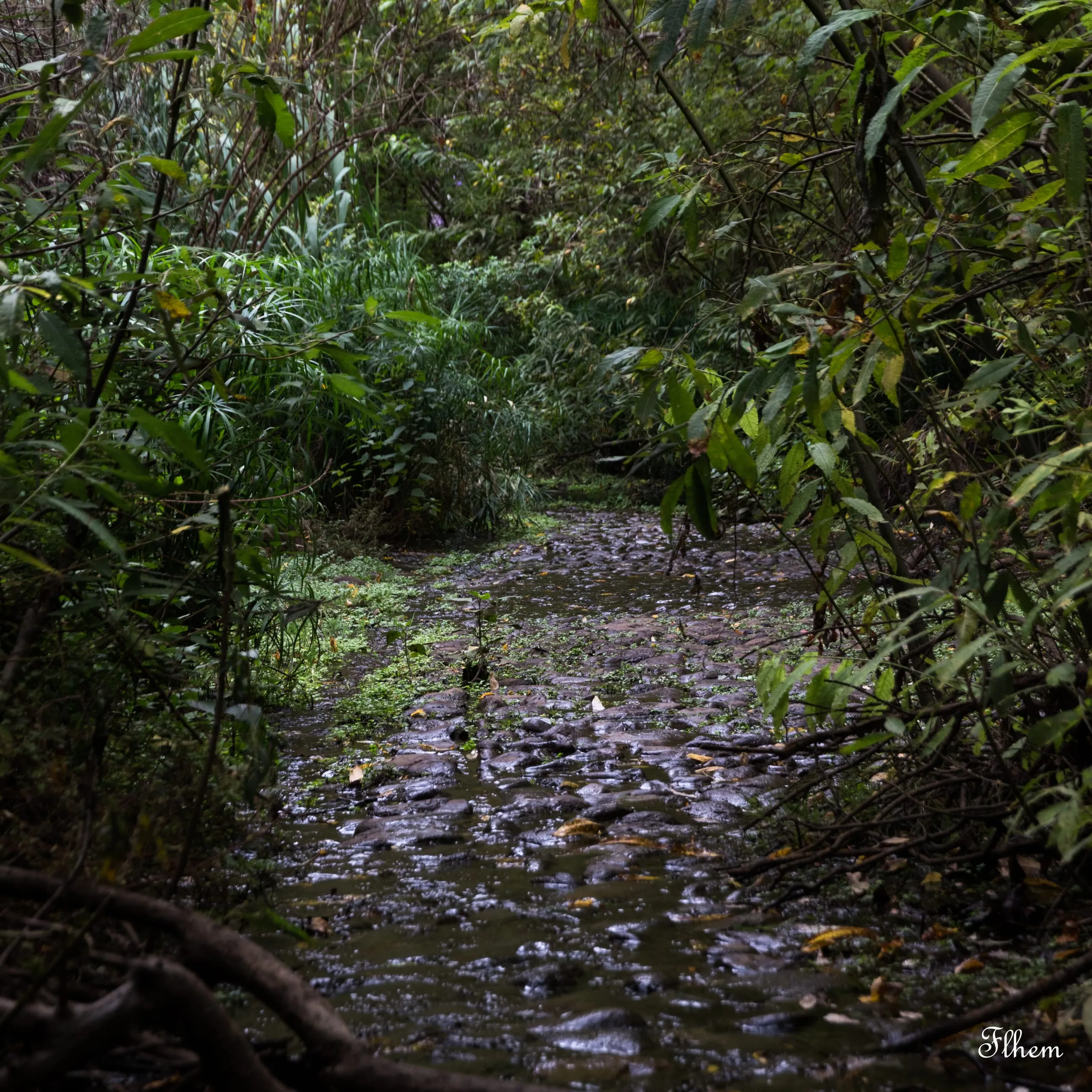 Sentier de pierres humides à travers une végétation dense et verdoyante
