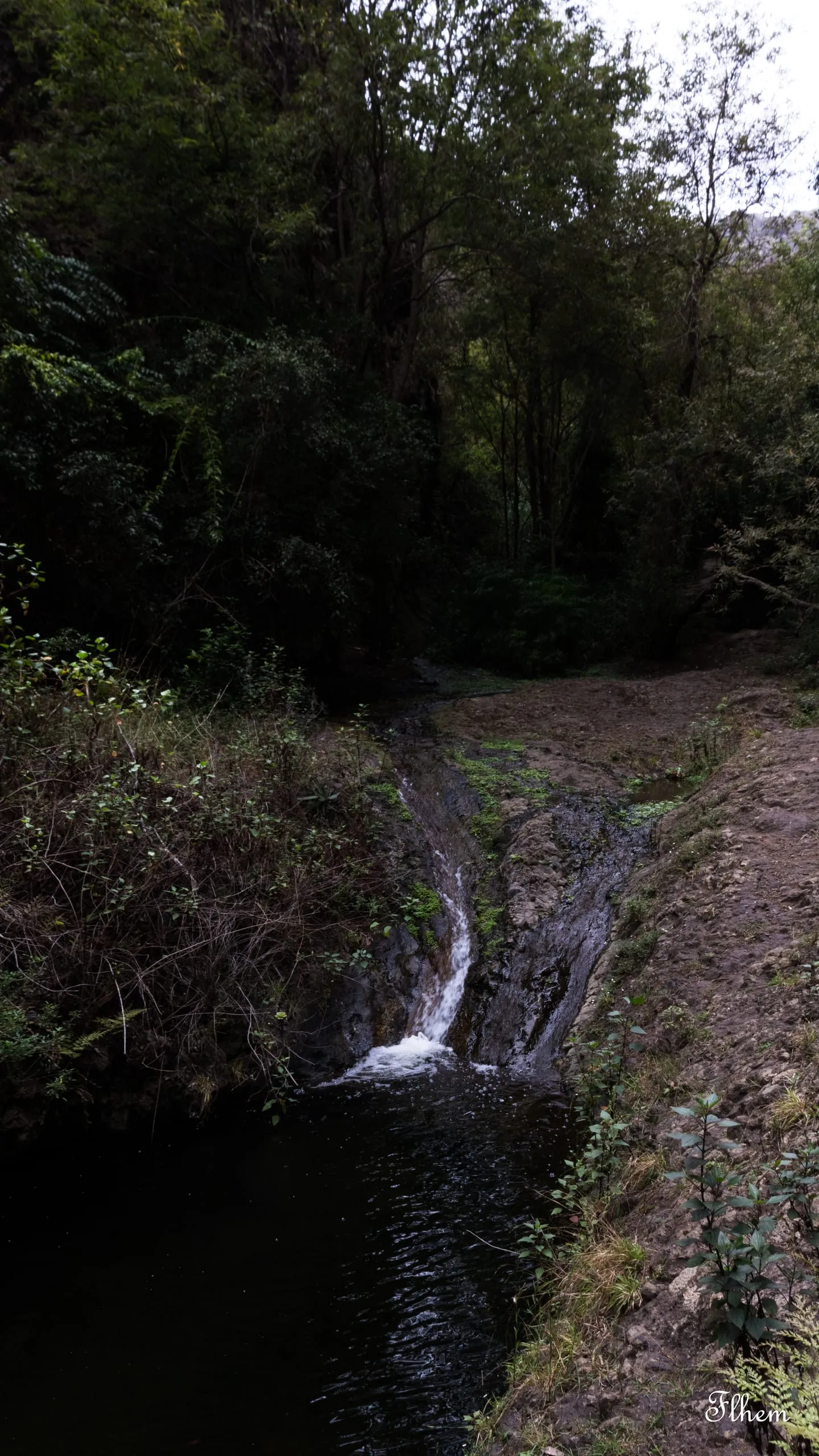Petite cascade tombant dans un bassin sombre au milieu de la forêt